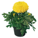 Тагетес Discovery Yellow DiscoveryYellow фото 1