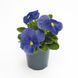 Вiола Inspire Plus F1 True Blue pro-InspirePlusTrueBlue-500 фото 2