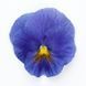 Вiола Inspire Plus F1 True Blue pro-InspirePlusTrueBlue-500 фото 1