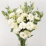 Eустома ABC F1 White 1 pro-ABCWhite1-100 фото