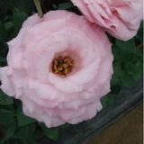 Еустома Arena F1 Clear Pink 3 pro-eusaref1clepin3-1000 фото