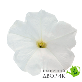 Петунія Success! TR F1 White pro-petsuctrf1whi-500 фото