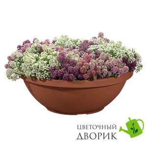 Алісум Wonderland Lavender pro-aliwonlav-1000 фото