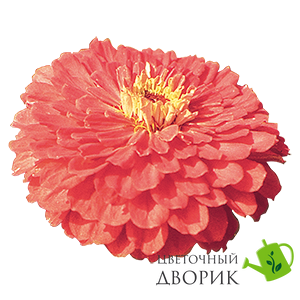 Циннія Benary's Giant Coral Benary'sGiantCoral-10 фото