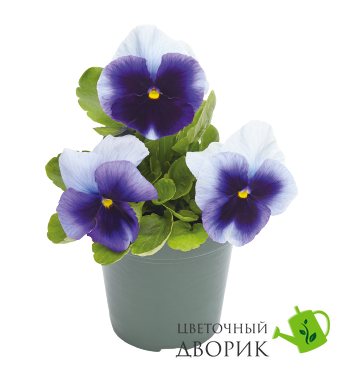 Віола Inspire Plus F1 Beaconsfield pro-vioinspluf1bea-500 фото