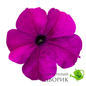 Петуния SUCCESS! 360 F1 Violet  pro-SUCCESS!360Violet-500dr фото