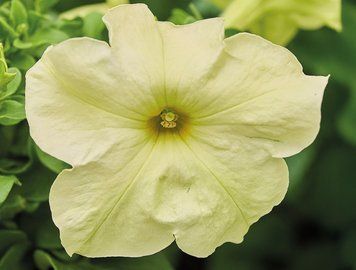 Петунiя Limbo F1 Yellow lime  pro-LimboYellowlime-1000s фото