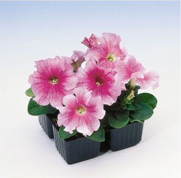 Петуния Tango F1 Rose Veined pro-TangoRoseVeined-1000dr фото