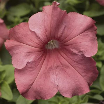 Петунiя Tritunia F1 Salmon pro-TrituniaSalm-1000s фото