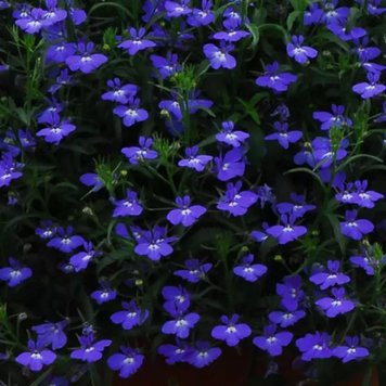 Лобелія Regatta Midnight Blue pro-lobregmidblu-25000 фото