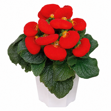 Кальцеолярія Dainty F1 Red pro-kaldaif1red-1000 фото