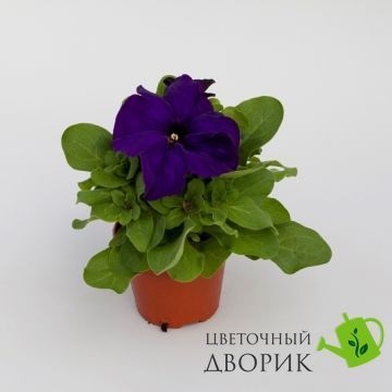 Петуния Espresso Grande F1 Blue EspressoGrandeBlue-10 фото