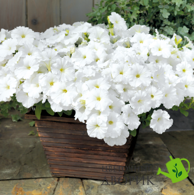 Петунія Success! TR F1 White pro-petsuctrf1whi-500 фото