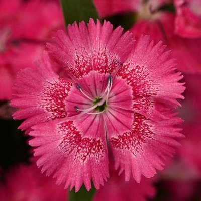 Гвоздика Floral Lace True Rose pro-gvoflolactruros-1000 фото