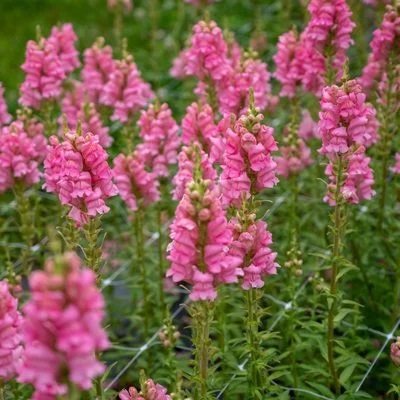 Ротики садові Overture II Pink pro-lvizevoveiipin-1000 фото