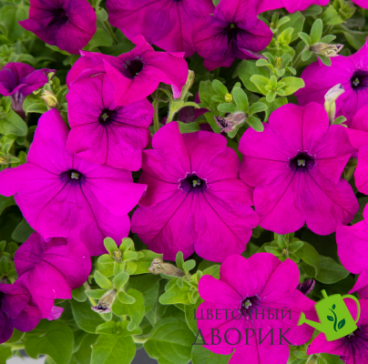 Петуния SUCCESS! 360 F1 Violet  pro-SUCCESS!360Violet-500dr фото