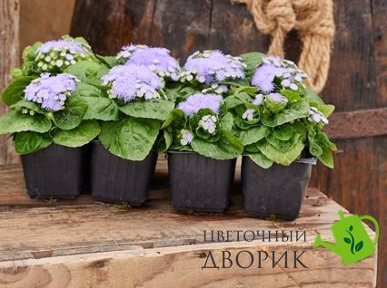 Агератум Kona F1 Blue Kona-10dr фото