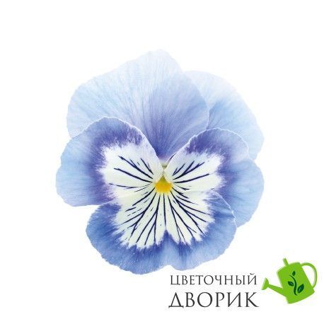 Виола Cats Plus F1 Marina CatsPlusMarina-10 фото