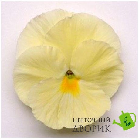 Вiола Matrix F1 Primrose pro-MatrixPrimrose-1000 фото