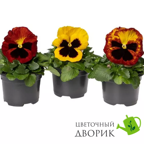 Виола Delta Pro F1 Fire Andr&eacute; Rieu  DeltaProFireAndr&eacute;Rieu-10 фото