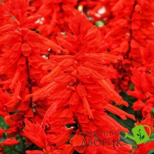 Сальвия Salsa Scarlet SalsaScarlet фото