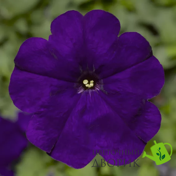 Петуния Damask F1 Blue pro-petdamf1blu-1000 фото