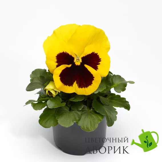 Вiола Fino Yellow with Blotch pro-FinoYellowB-1000 фото