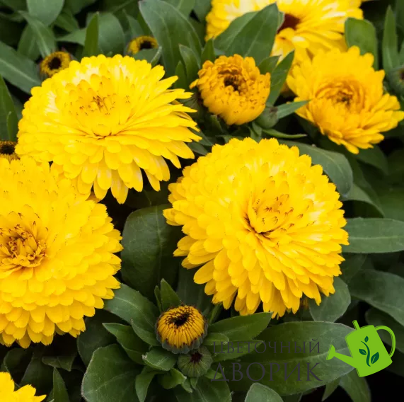 Календула Costa Light Yellow pro-CostaLightYellow-1000 фото