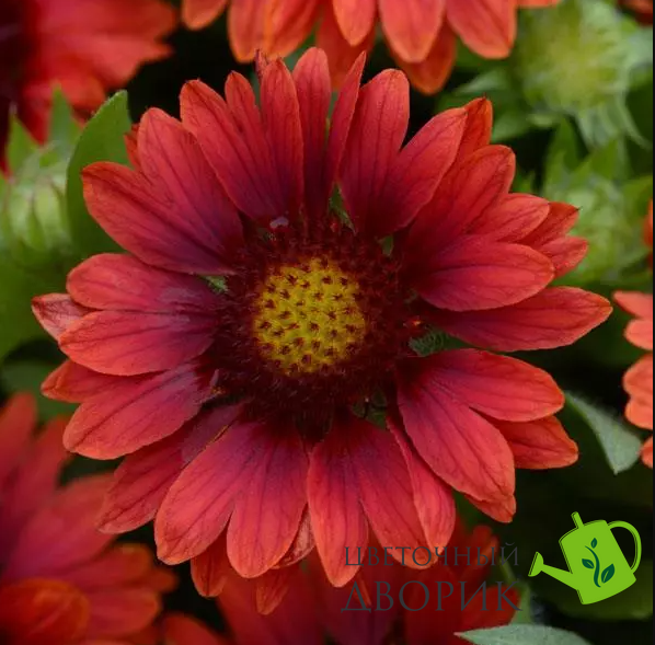 Гайлардія Mesa Red MesaRed фото