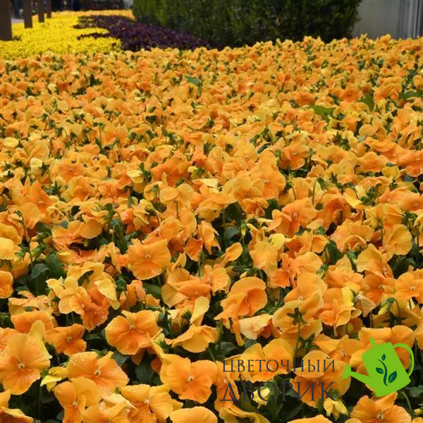Виола Top Wave Orange pro-TopWaveOrange-100 фото