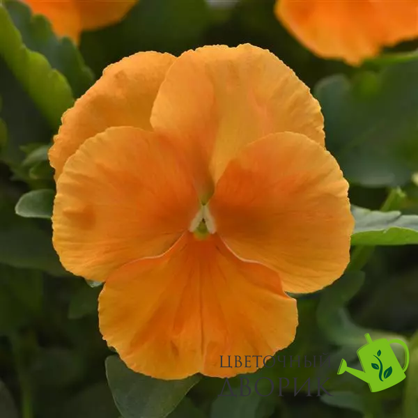 Виола Top Wave Orange pro-TopWaveOrange-100 фото