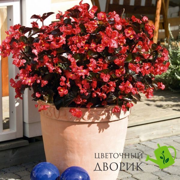 Бегония Big F1 Red Bronze Leaf pro-begbigf1redbrolea-500 фото