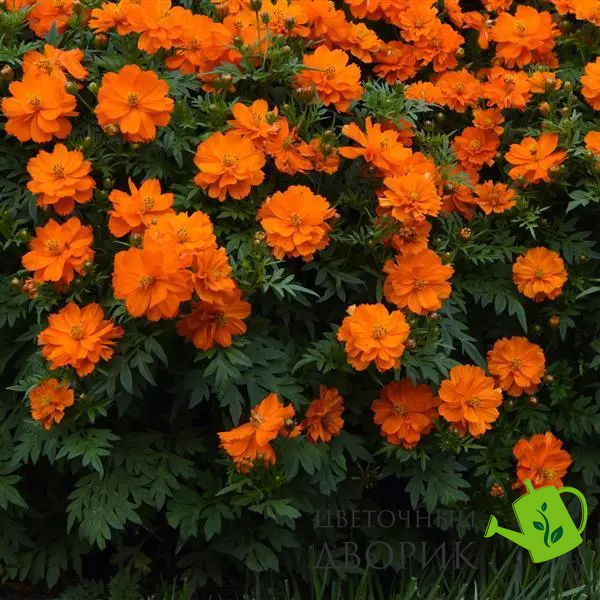 Космос Mandarin Mandarin фото