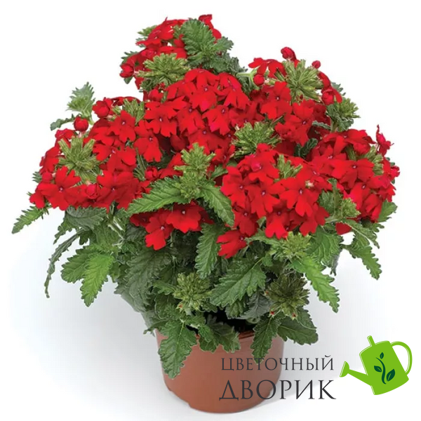 Вербена Obsession Cascade Scarlet pro-verobscassca-1000 фото