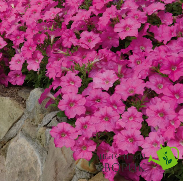 Петуния Eagle F1 Pink pro-EaglePink-1000 фото
