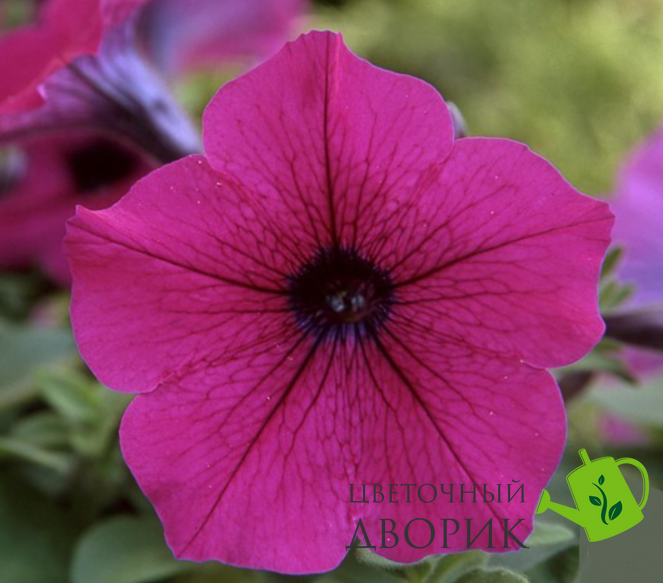 Петуния Trilogy F1 Purple TrilogyPurple фото