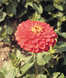 Циннія Benary's Giant Coral Benary'sGiantCoral-10 фото 2