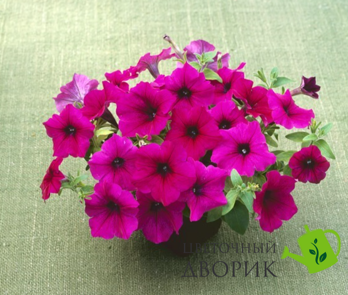 Петуния Trilogy F1 Purple TrilogyPurple фото