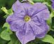 Петунiя Limbo F1 Sky Blue LimboSkyBlue фото 1