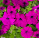 Петуния SUCCESS! 360 F1 Violet  pro-SUCCESS!360Violet-500dr фото 3