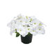Петунія Success! TR F1 White pro-petsuctrf1whi-500 фото 1