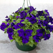 Петуния Espresso Grande F1 Blue EspressoGrandeBlue-10 фото 1