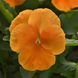 Виола Top Wave Orange pro-TopWaveOrange-100 фото 2