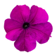 Петуния SUCCESS! 360 F1 Violet  pro-SUCCESS!360Violet-500dr фото 2