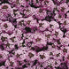 Алісум Wonderland Lavender pro-aliwonlav-1000 фото 1
