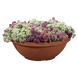 Алісум Wonderland Lavender pro-aliwonlav-1000 фото 2