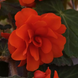 Бегонiя Sun Dancer Scarlet Orange pro-begsundanscaora-500 фото 2