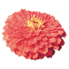Циннія Benary's Giant Coral Benary'sGiantCoral-10 фото 3