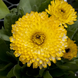 Календула Costa Light Yellow pro-CostaLightYellow-1000 фото 1