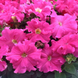 Петуния Eagle F1 Pink pro-EaglePink-1000 фото 1